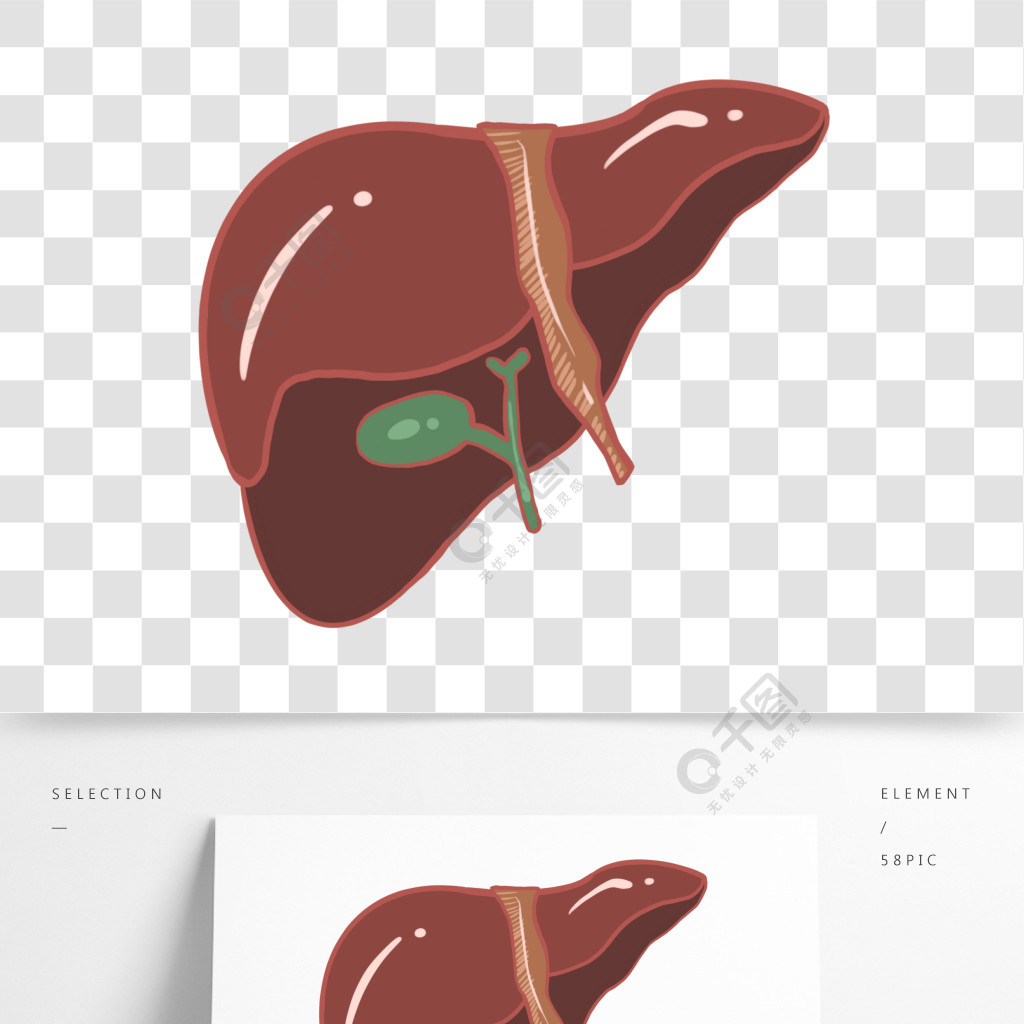 肝脏器官卡通插画