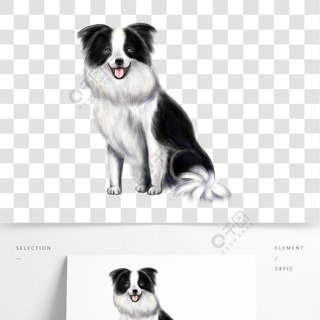 邊境牧羊犬插畫