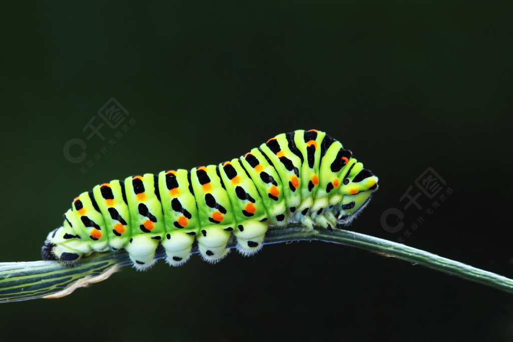 绿色毛毛虫凤蝶machaon