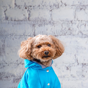 棕色的小搞笑狗与玩具狗的卷曲头发品种在狗的衣服摆姿势。主题配件和时尚服装的宠物。时尚的工作服，适合动物的寒冷天气