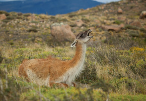 原驼在托雷斯的智利雷德裴恩国家公园