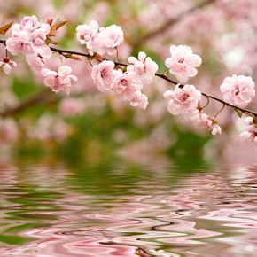 春天的花朵反映在水中