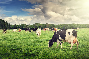 群奶牛放牧在绿色的田野