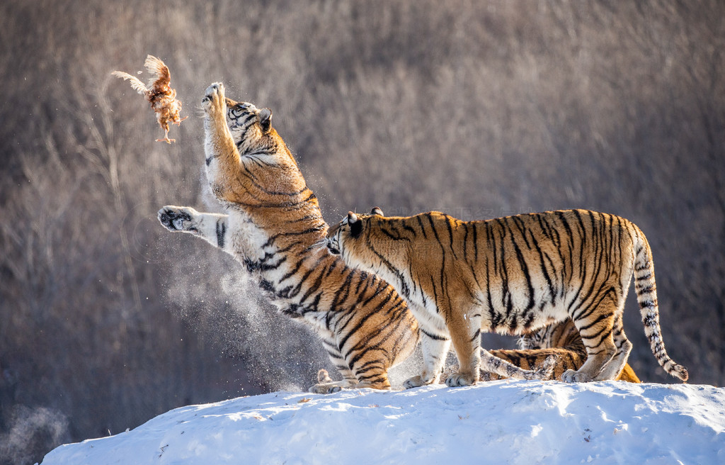 Siberian tigers in winter glade jumping and catching fowl prey, Siberian Tiger Park, Hengdaohezi par