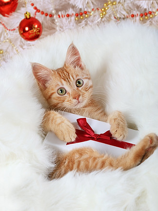 可爱的红头发小猫躺在圣诞树下的白色<i>皮</i><i>毛</i>上