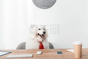 萨摩耶狗在工作场所的领带