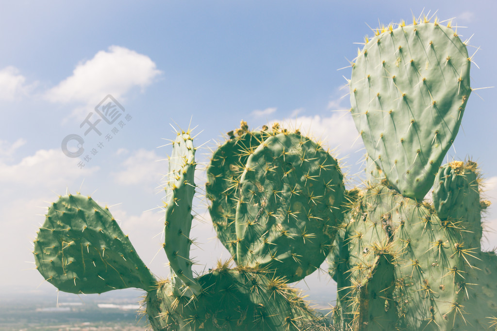 綠仙人掌植物照片