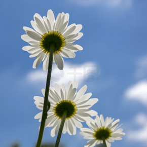 Leucanthemum 挥发油草地野生花与白色花瓣和黄色中心开花对蓝天
