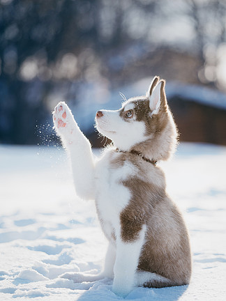 可爱的哈士奇小狗在雪中玩耍的 i
