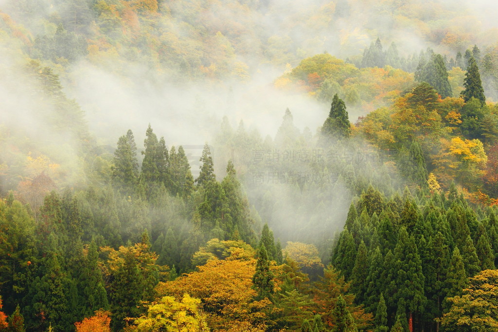 令人驚歎的晨霧中的森林和山