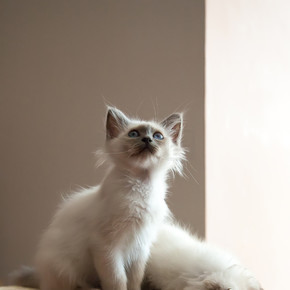 两只蓝眼睛的白长毛鸟猫的肖像.