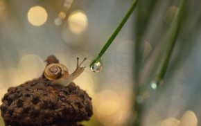蜗牛倾向一滴水.