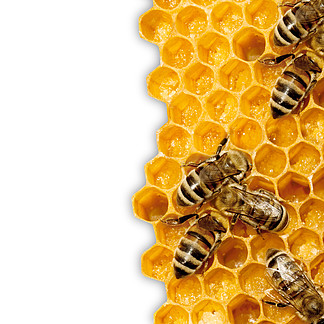 工作上 honeycells 的蜜蜂的宏.