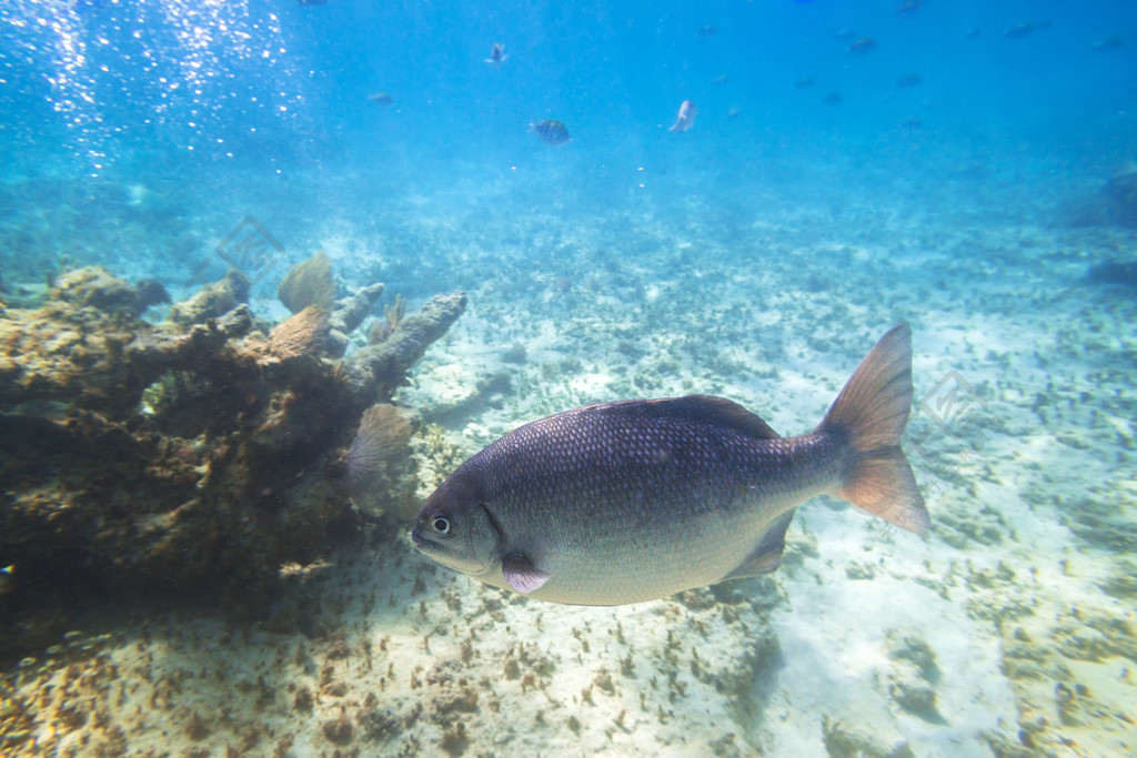 墨西哥加勒比海魚類游泳