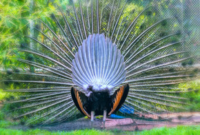野生动物保护区里的孔雀。雄性有长长的闪亮的绿色羽毛, 每根羽毛都有绿色、红色、青铜和棕色, 当尾巴舞展开形成纳米管以吸引雌性时.
