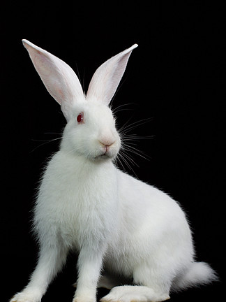 兔子孤立在白色背景上的兔子196174复活节兔子与购物袋复活节兔子与
