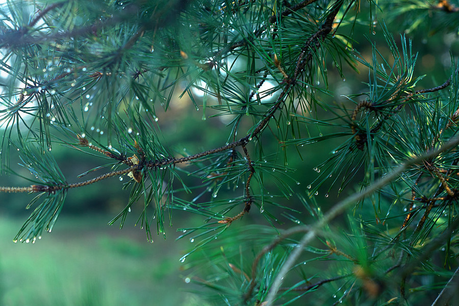 丛林
滴雨音乐（丛林
雨滴阅读明白


）《丛林雨声》