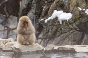 猴在天然温泉, 温泉, 坐落在雪猴, 长野日本.