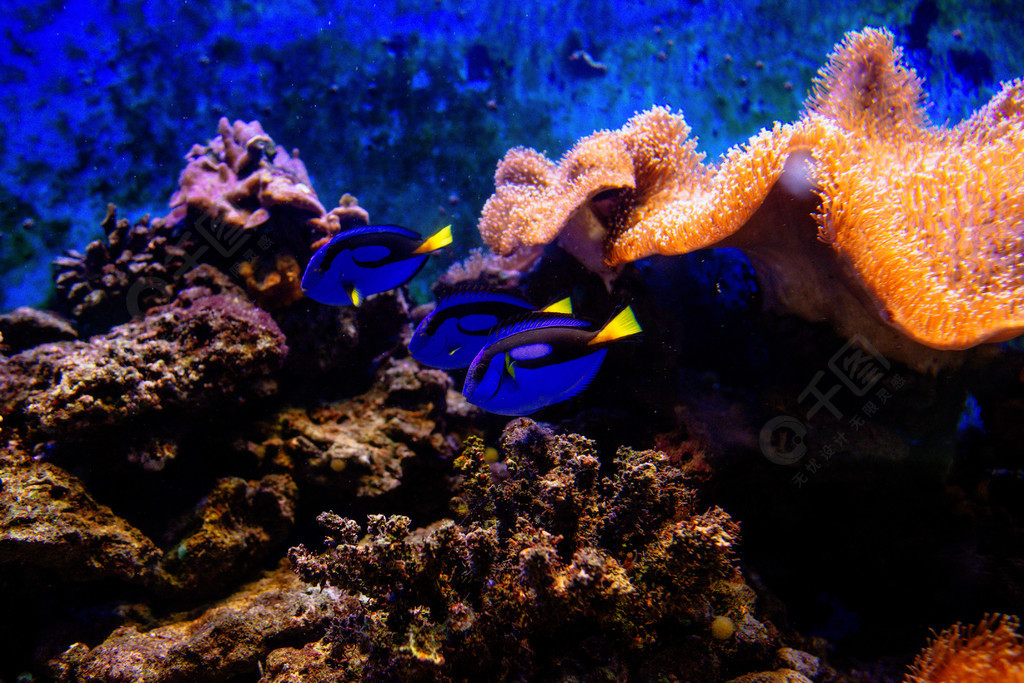 五顏六色的熱帶魚和 coralls 水下在水族館