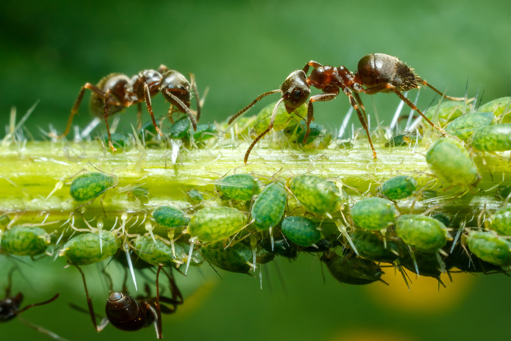 蚂蚁照顾蚜虫