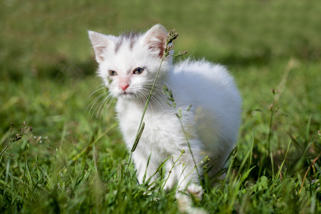 可爱的白色小猫