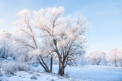 下雪的风景, 树木覆盖着积雪, 户外有色蓝色