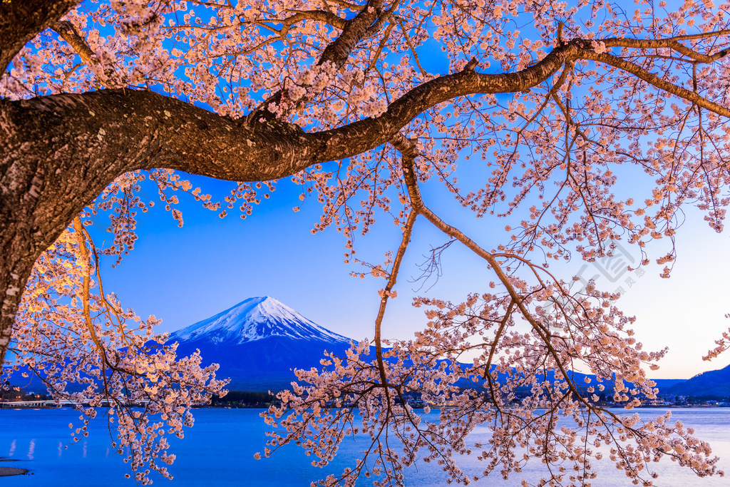 富士山和櫻花