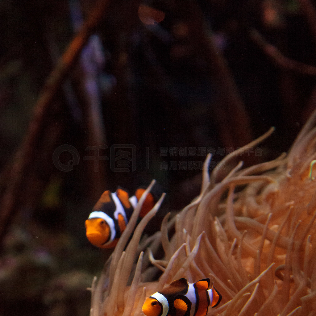 С㣬Amphiprioninae Ӿ