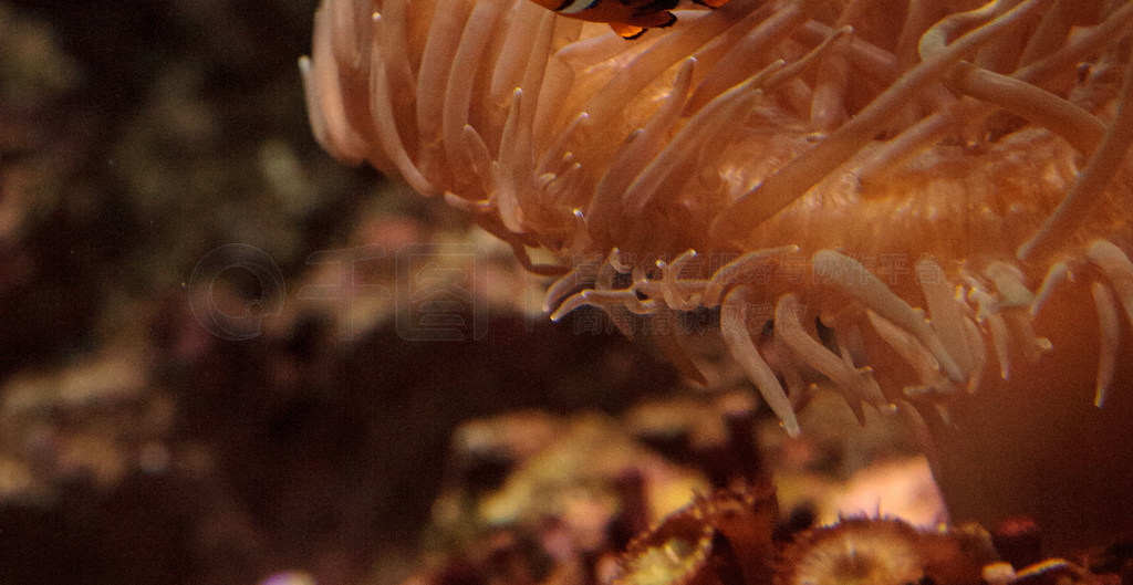 С㣬Amphiprioninae Ӿ