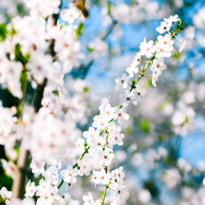 樱花和蓝天, 白色的花朵作为自然的背影