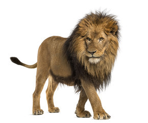 侧视图的走着，一只狮子猫科狮子座，10 岁，隔离