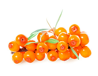 sea buckthorn berries branch <i>is</i> <i>is</i>olated on white background
