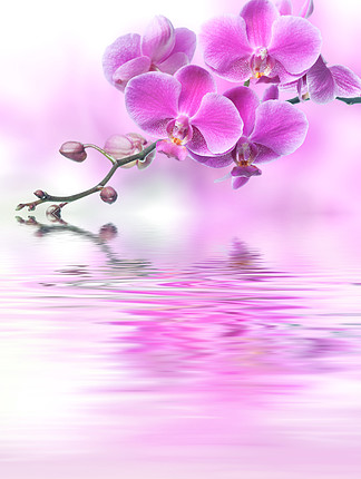 <i>反</i><i>映</i>在水中的美丽紫色兰花花