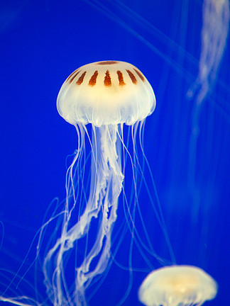 透明通透海中的水母群动物植物免费下载