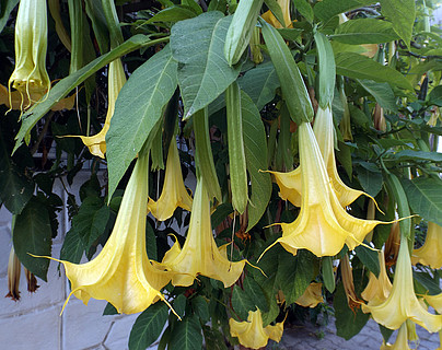 brugmansia 或天使吹號