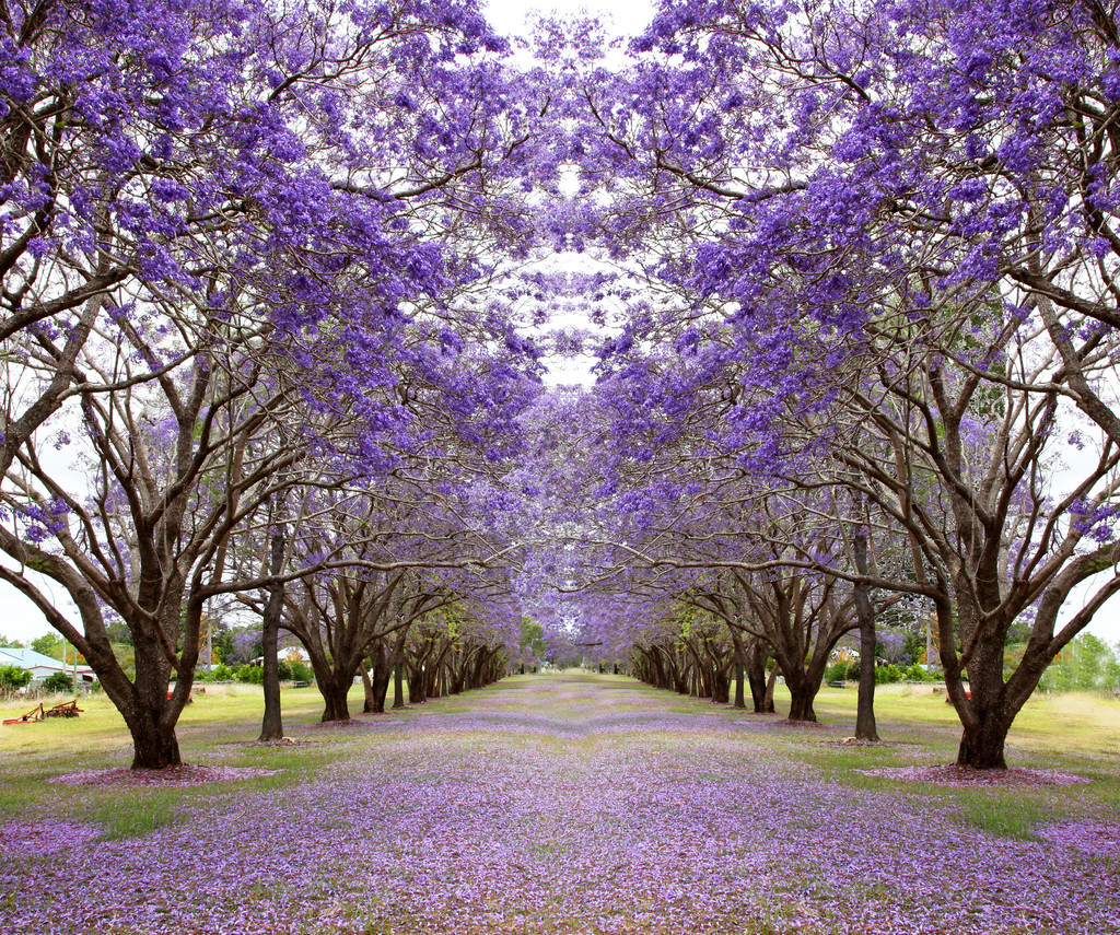 紫蓝花楹树