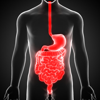 人消化系统胃与小<i>肠</i>胃解剖。 3d -说明