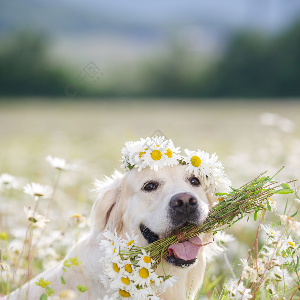 金毛猎犬在葱郁的高山草甸