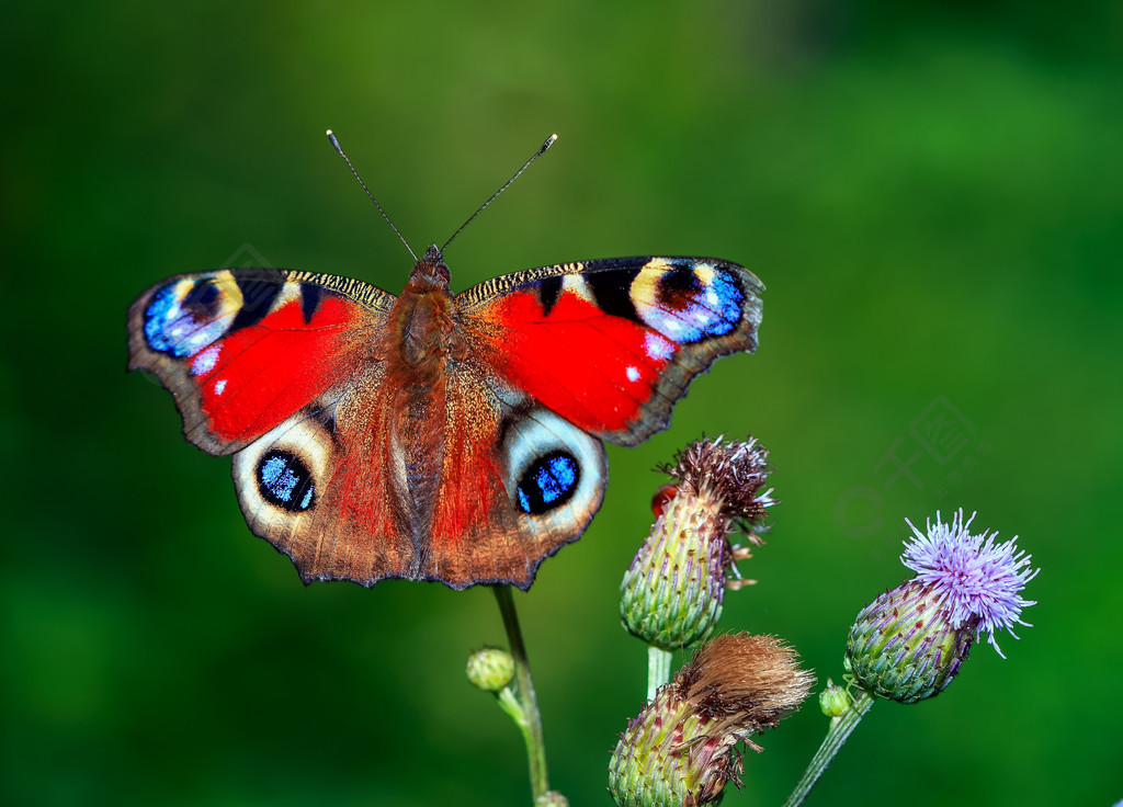 蝴蝶此昆虫,花朵,颜色,漂亮的颜色