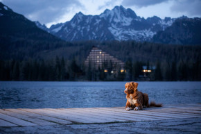 狗在湖边的一座木头桥上，在山脉的背景上。夜景。带着宠物在大自然中旅行