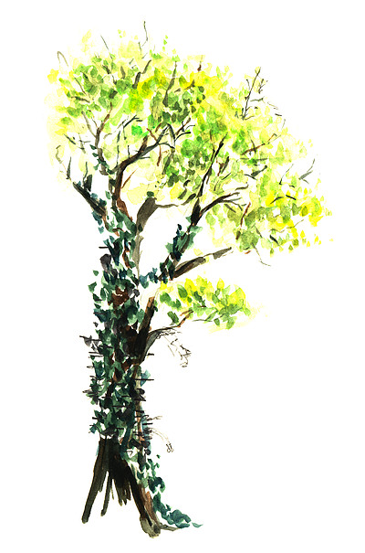 一棵常春藤覆盖的老春树,树干厚实,树枝弯曲手绘水彩插图