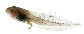 普通的青蛙，林蛙中国蝌蚪的后腿，8 周后孵化，在白色背景前与