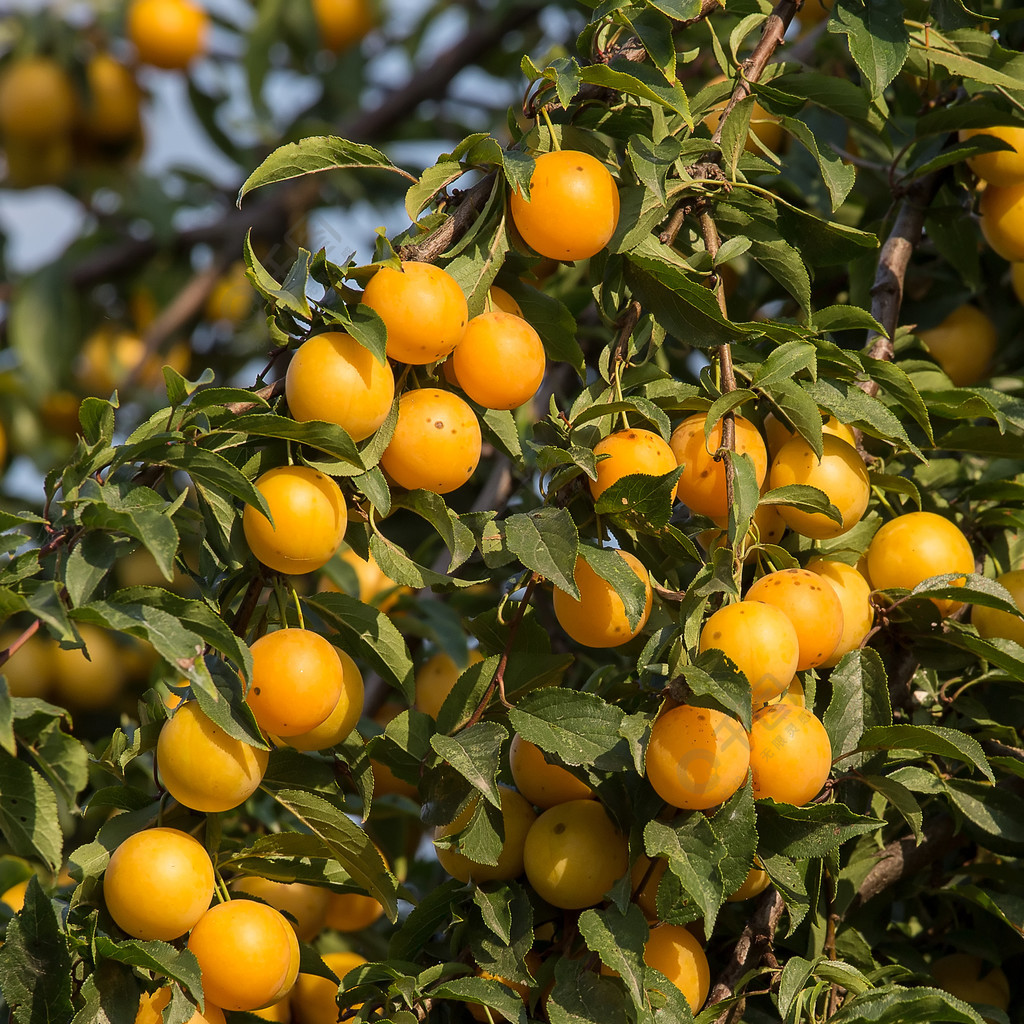 成熟的黄色李子树上果树季节性的收获乌克兰