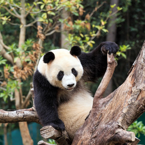 大熊猫是中国的国宝