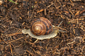 花园蜗牛在地上爬行。地面腹足类