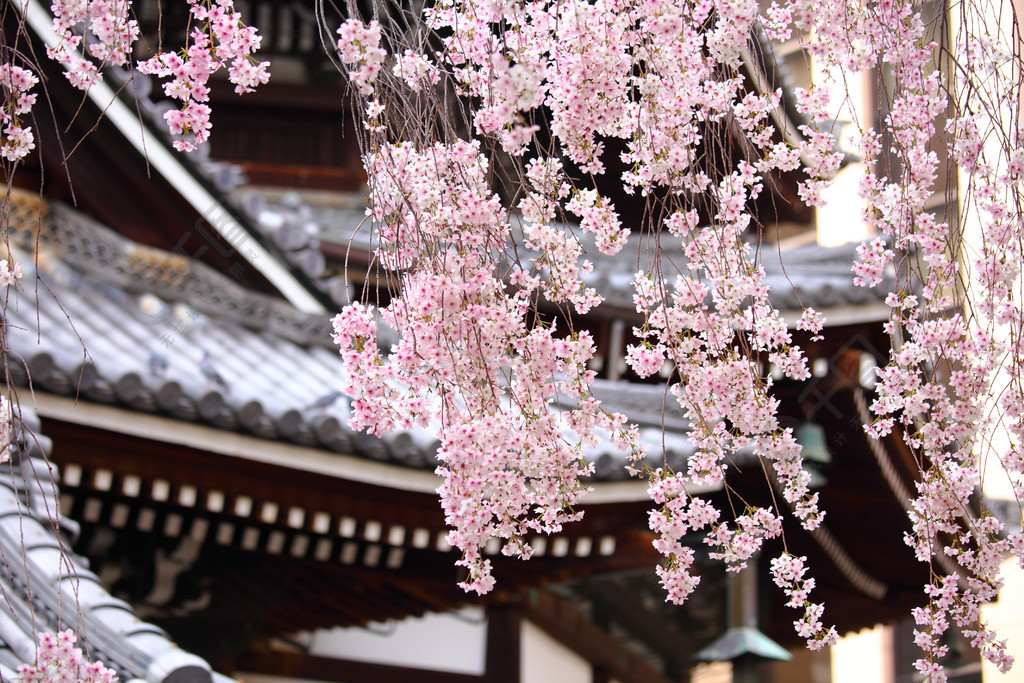 在日本的寺院的樱花树