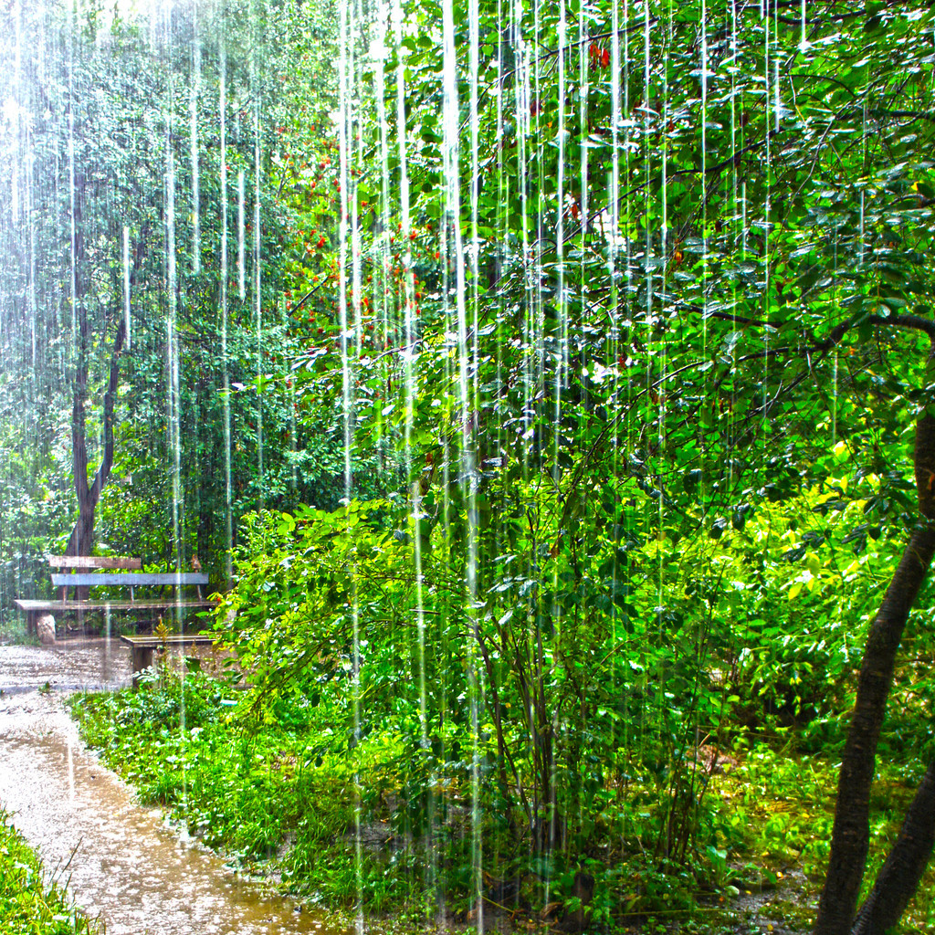 夏日雨景图片