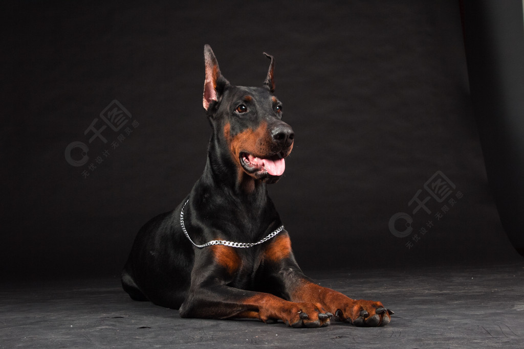 黑色的杜宾犬肖像工作室拍摄的母狗