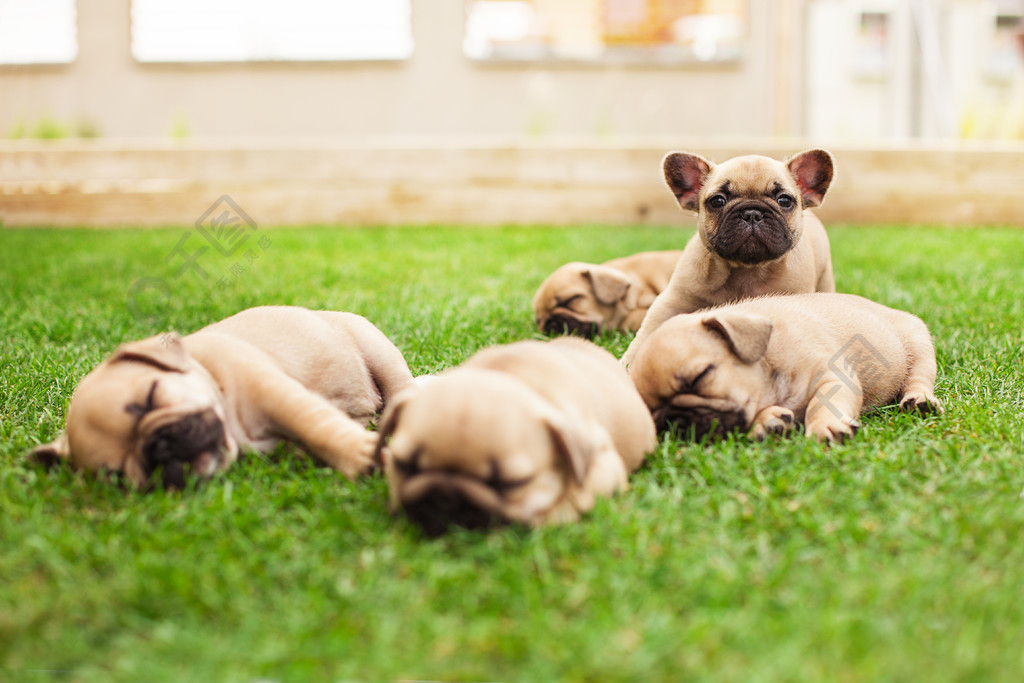 點擊瞭解詳細 >>小睡眠法國鬥牛犬幼犬1年前當前位置:首頁>高清圖庫>