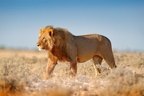 在纳米比亚的埃托沙, 有毛的大狮子。非洲狮子走在草地上, 有美丽的傍晚光线。来自大自然的野生动物场景。栖息地的肛门.